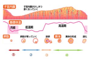 生理周期と養生について 妊活 にんじん堂薬局